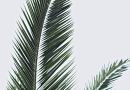 Oplev den utrolige smag af frisk palmekål